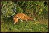 Le renard est le Le renard est le