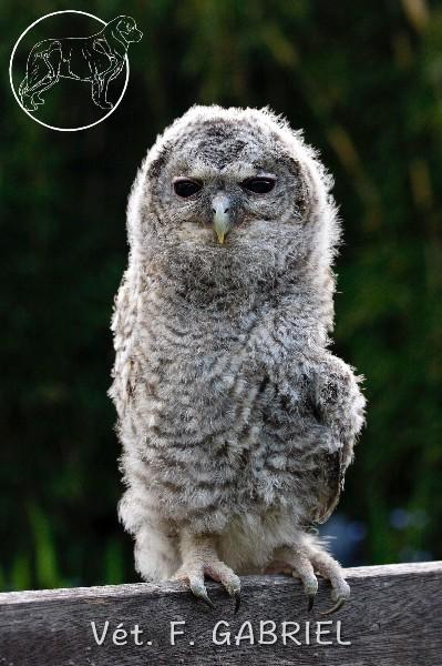 Revalidation d'animaux sauvages comme les rapaces. Cas d'une chouette hulotte.