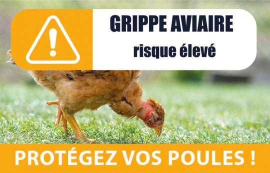 Grippe Aviaire: le confinement des volailles de basse-cour restent obligatoire.