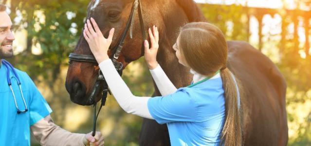 veterinaire pour cheval