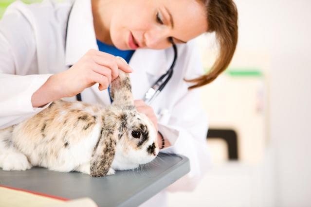 veterinaire lapin