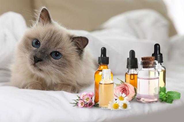 aromatherapie animaux