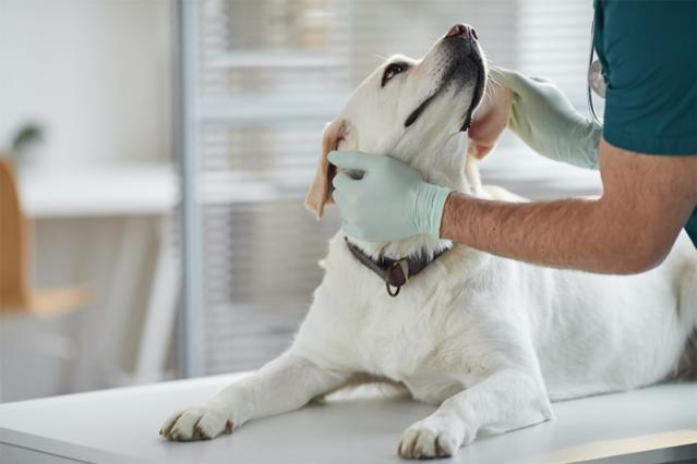 vétérinaire pour chien