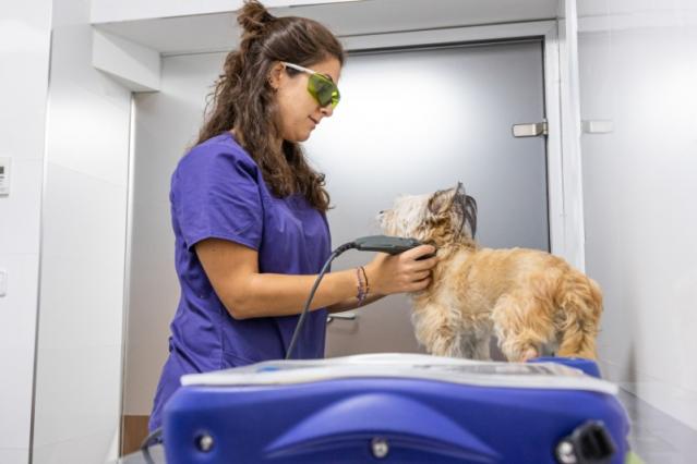 therapie laser veterinaire