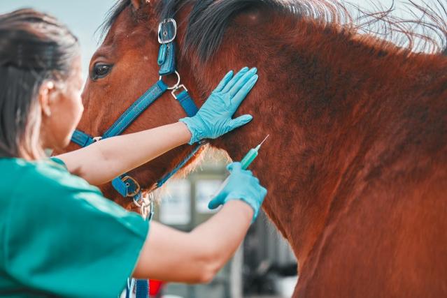 veterinaire equins