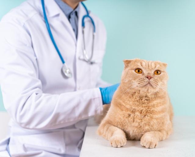 clinique urgence veterinaire